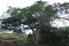 Atalantia monophylla